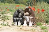 CHIEN FINNOIS DE LAPONIE 428